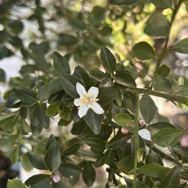 フィンガーライムの花